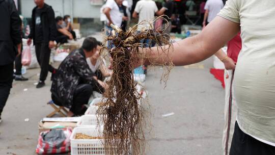 凌晨的长白山人参交易市场