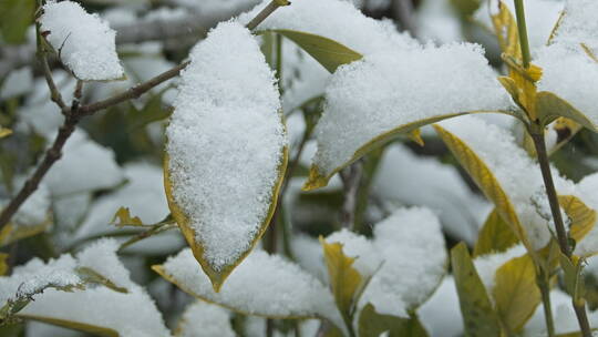 冬天下雪树叶慢镜头4K实拍空镜
