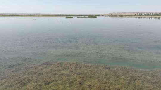 4k航拍黑河湿地水鸟鹤视频素材模板下载