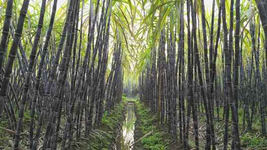 黑皮甘蔗果蔗种植基地