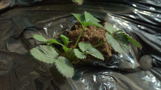 凤梨草莓 草莓 草莓叶 草莓幼苗 植物 水果