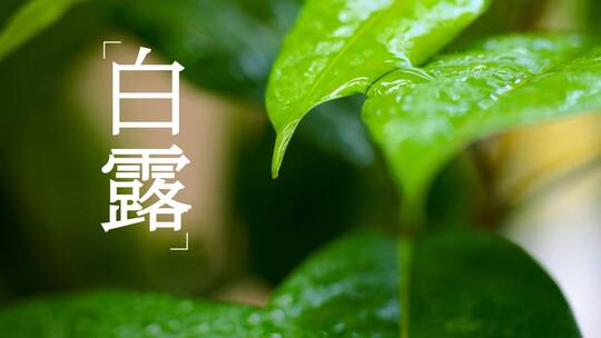 原创白露节气雨滴露水片头