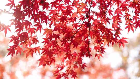 秋天阳光下逆光明亮的红色枫叶