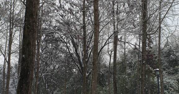 树林间下起了大雪
