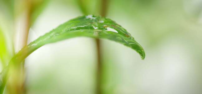 茶叶 特写 下雨水滴2