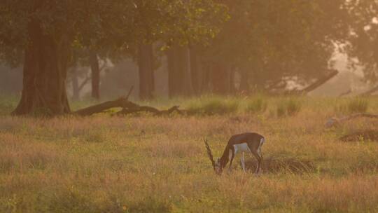 草原夕阳下觅食吃草的羚羊