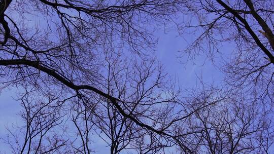 北方冬天枯树树枝蓝天低角度运镜