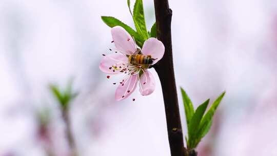 蜜蜂于桃花上采蜜特写