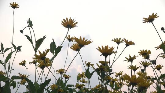 4K黄昏夕阳金鸡菊