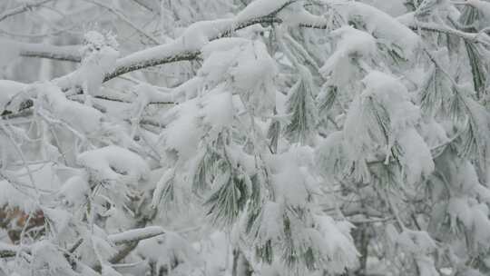 积雪覆盖的松树枝特写