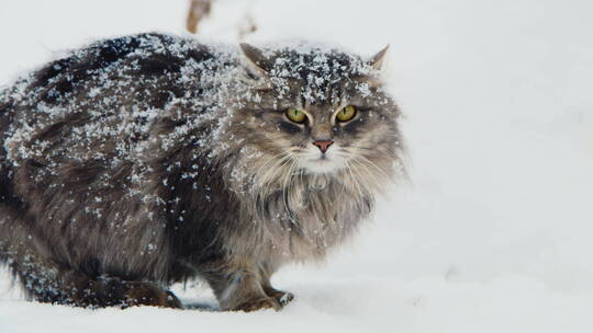 猫独自趴在下雪的户外