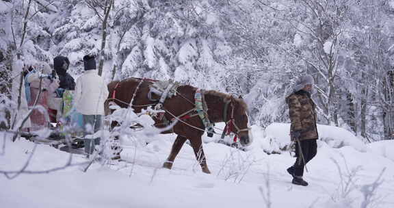 雪后松树挺立的冬日自然景象