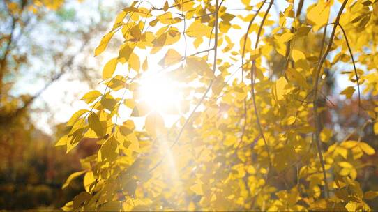 秋天 秋景 阳光透过树叶 树叶飘落