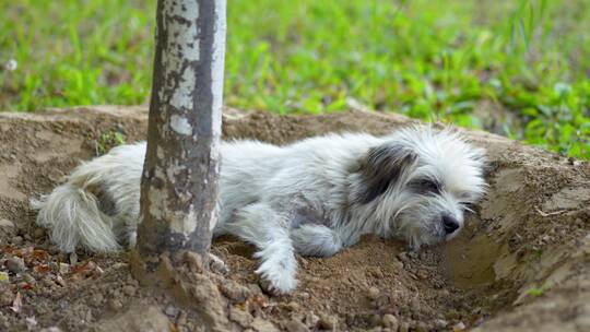 流浪狗躺在土地上睡觉休息