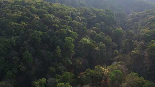 树林森林热带雨林高山森林