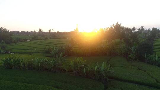 印度尼西亚农田的日落