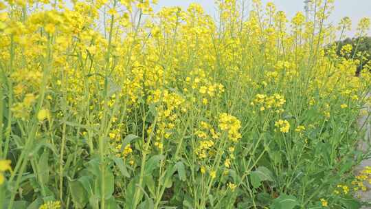 农田里的油菜花空镜运镜特写