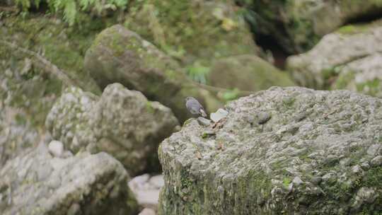 青城山飞鸟