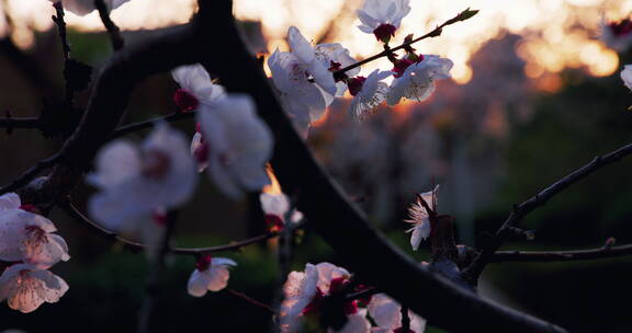 移动轨道拍摄夕阳背景的杏花系列