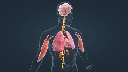 医学人体器官内分泌系统肾上腺素肝脏动画