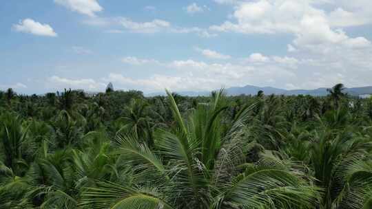 海南三亚椰林