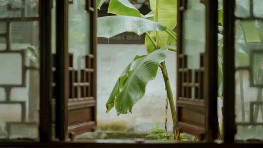 处暑芭蕉叶雨后夏天清新禅意视频