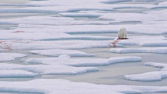 冰面上的北极熊视频素材模板下载