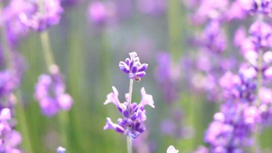 薰衣草田与芬芳的紫色花朵盛开在日落郁郁葱视频素材模板下载