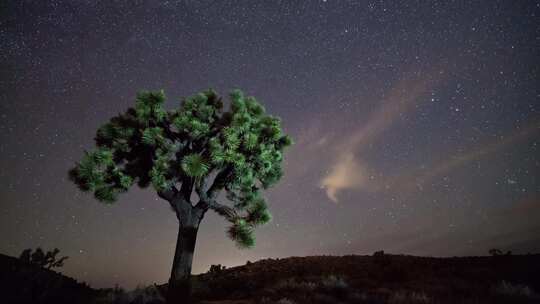 夜晚大树和云彩的星空延时