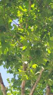 竖版航拍风吹树叶植物夏日风景实拍