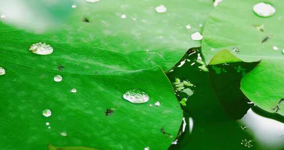 雨后荷叶上的露水珠