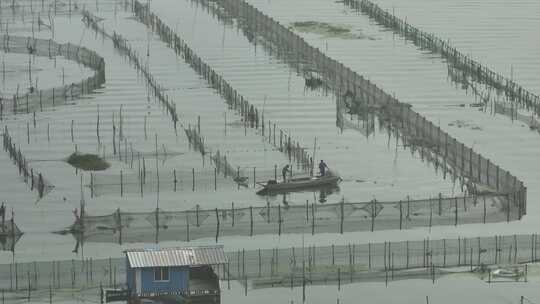 航拍苏州阳澄湖大闸蟹蟹田养殖阳澄湖风光