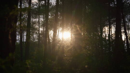 森林中的阳光暖阳视频素材模板下载