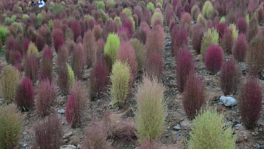 浪漫的乡村振兴植物植被地肤草