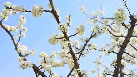 春天阳光下盛开的白色梨花蜜蜂采蜜