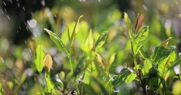 阳光雨露雨水茶园茶叶生机勃勃