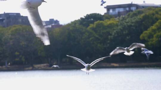 海鸥在湖面上飞翔盘旋