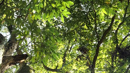 大树参天大树参天古树森林千年古树树干