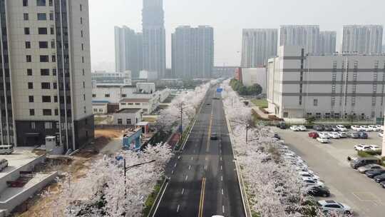 樱花大道 樱花