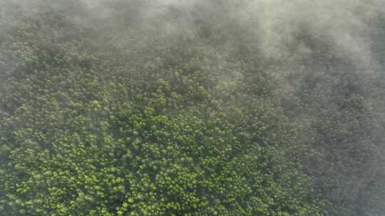 航拍云雾缭绕的阳光绿色松林