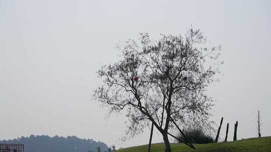 空旷草地中的树木风景