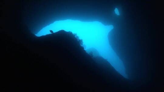 水下海洋生物剪影