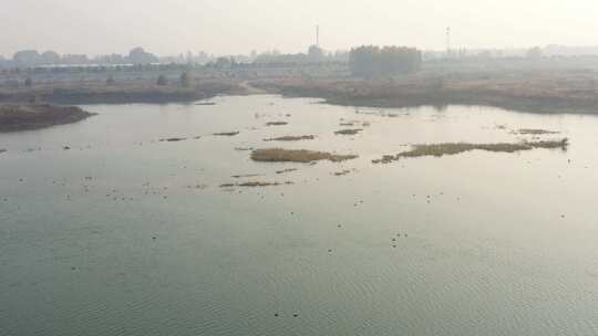 航拍 湿地 鸟 自然保护区 湿地保护区