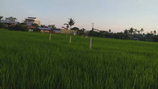 夕阳下暖黄色阳光照耀着稻田