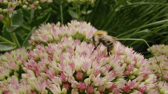 Carder Bee，昆虫，授粉，石杉