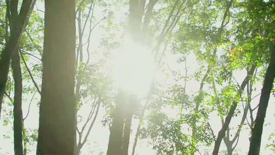 阳光穿过树枝视频素材模板下载