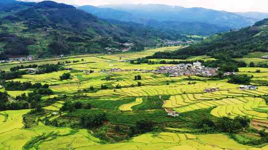 高山峡谷地区金色稻田