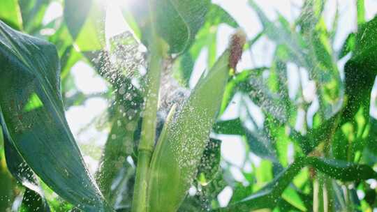 玉米农业丰收粮食雨滴水滴下雨农田收获丰收视频素材模板下载