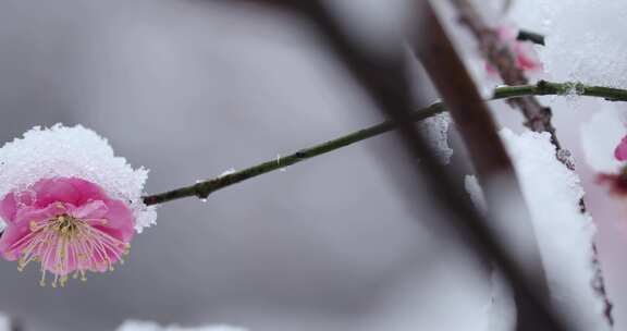 冬季下雪红梅花盛开红梅傲雪