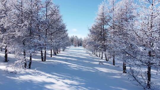 雪后树林美景，银装素裹的冰雪世界